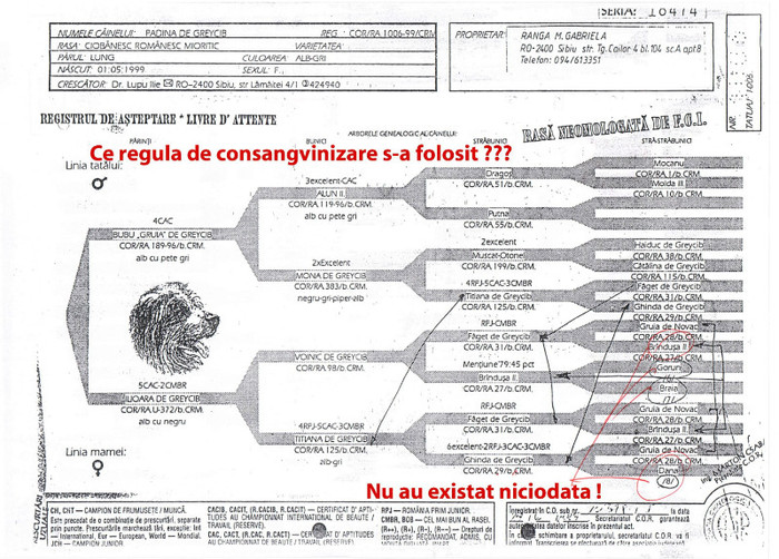 Padina de Greycib _ Rom - Pedigree false gresite incomplete