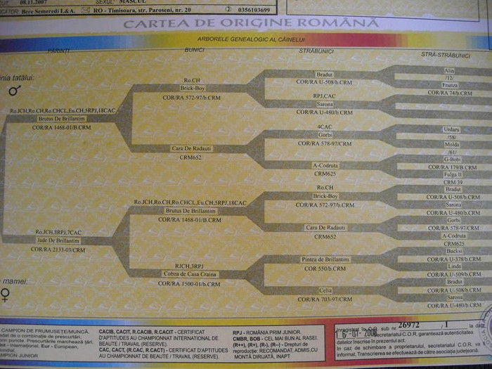 pedigree fals canisa de brillantim