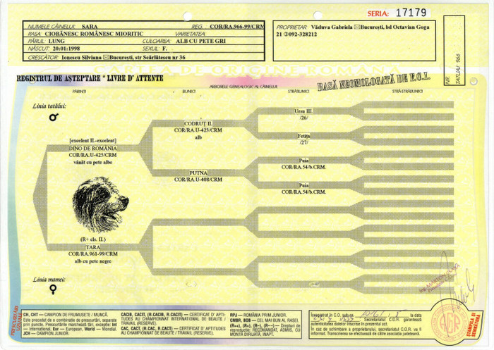 pedigree gresit ACHR Sara 1