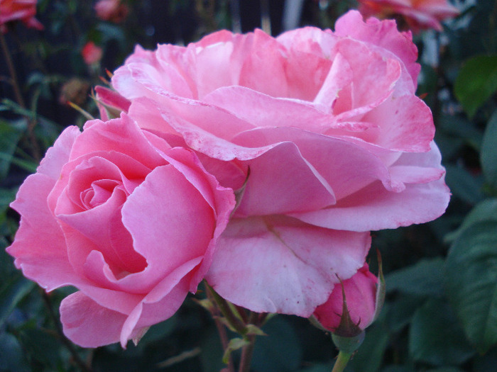 Rose Royal Highness (2011, June 07)