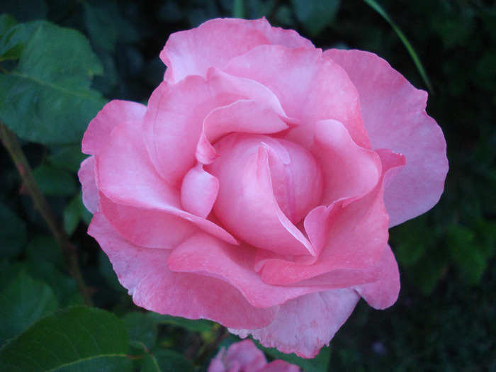 Rose Royal Highness (2011, June 07)