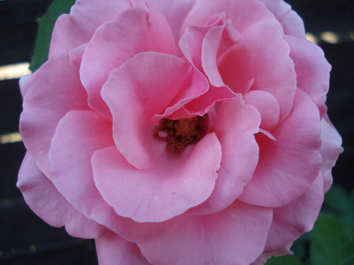 Rose Pleasure (2011, June 07)