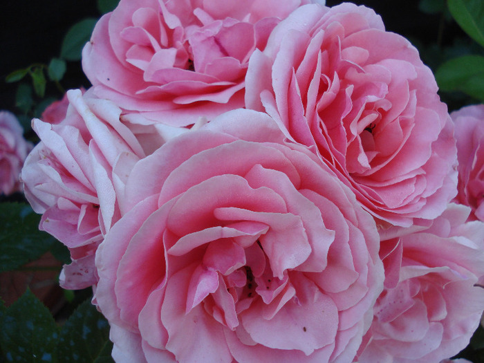 Rose Pleasure (2011, June 07)