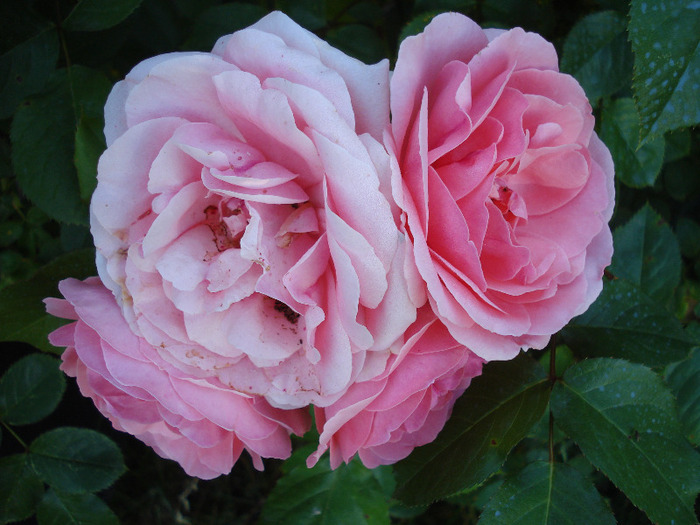 Rose Pleasure (2011, June 07)