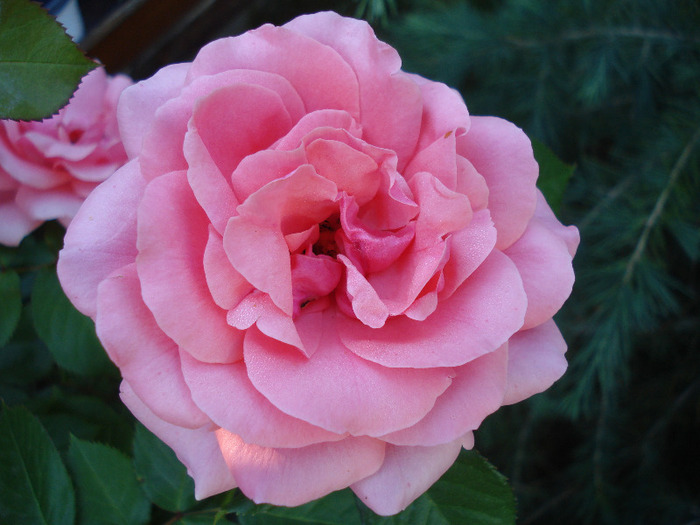 Rose Pleasure (2011, June 07)