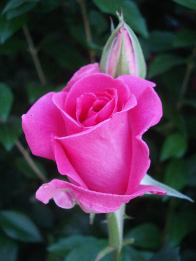 Rose Pink Peace (2011, June 07)