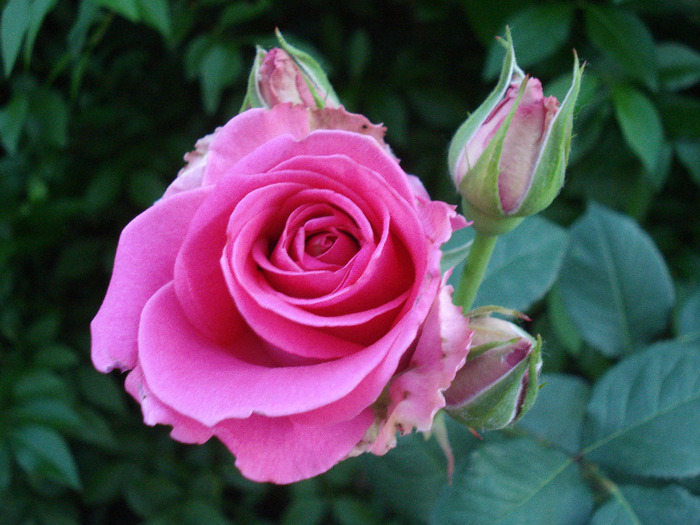Rose Pink Peace (2011, June 07) - Rose Pink Peace