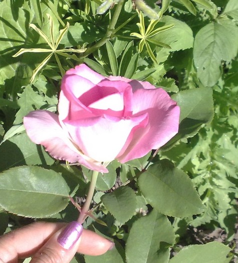 Beverly de la Kordes