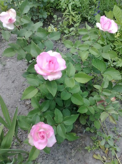 trandafir f frumos din primul an