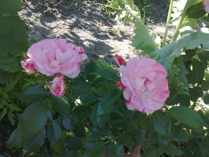 Rosenstadt Freising a 3 zi