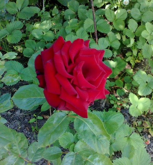 ???din butas anul 2, a 3 zi