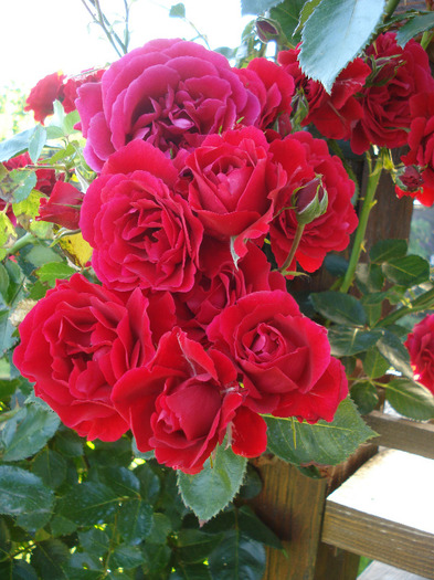 Rose Blaze Superior (2011, June 07)