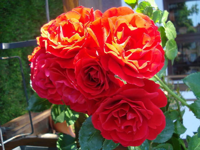 Rose Blaze Superior (2011, June 07) - Rose Blaze Superior