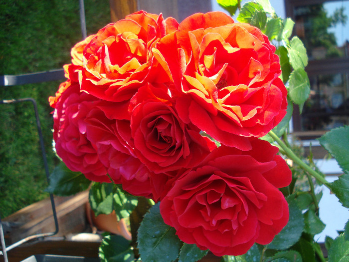 Rose Blaze Superior (2011, June 07)