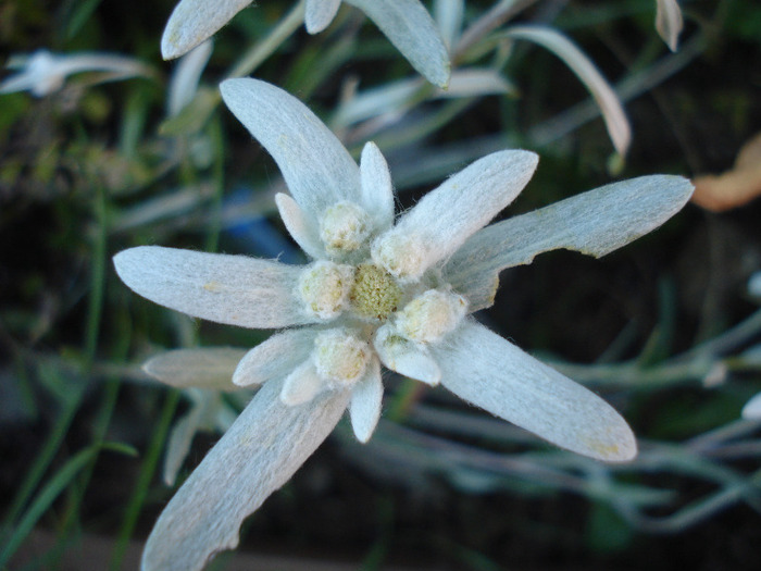 Leontopodium alpinum (2011, June 07) - LEONTOPODIUM Alpinum