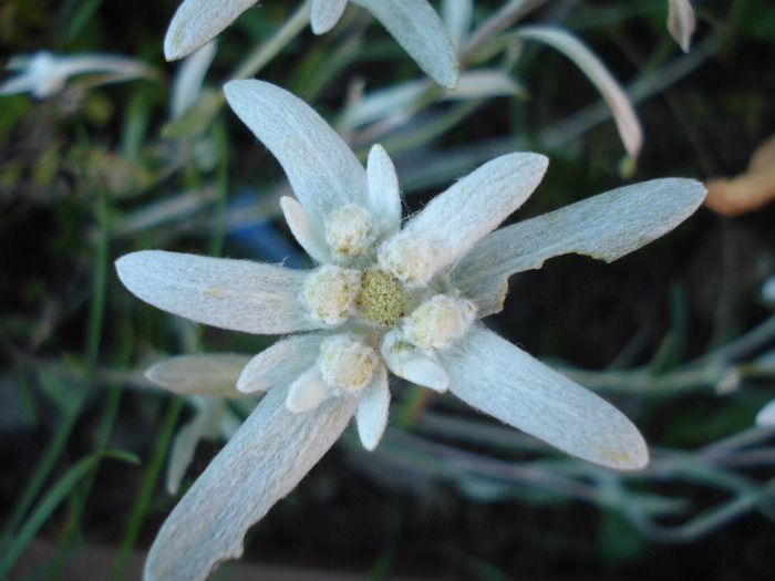 Leontopodium alpinum (2011, June 07)