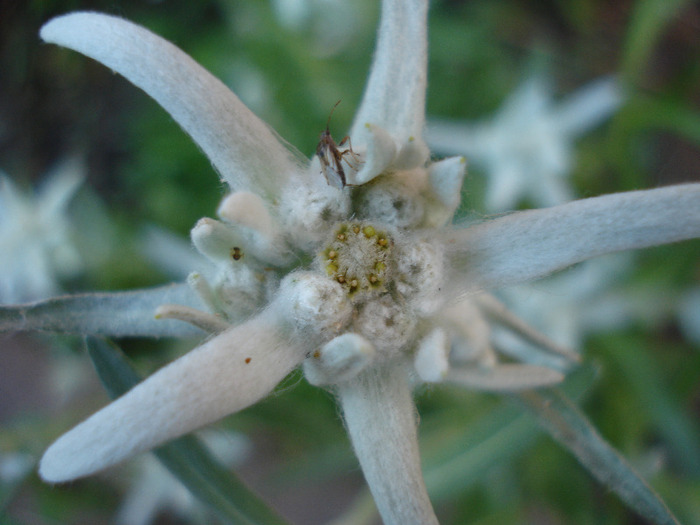 Leontopodium alpinum (2011, June 07)