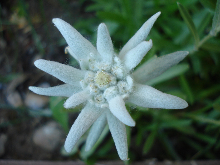 Leontopodium alpinum (2011, June 07) - LEONTOPODIUM Alpinum