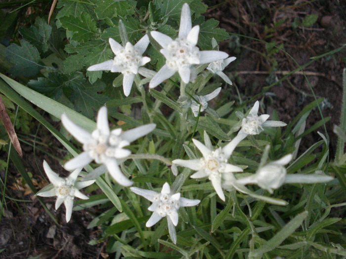 Leontopodium alpinum (2011, June 07) - LEONTOPODIUM Alpinum