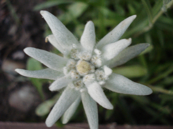 Leontopodium alpinum (2011, June 07) - LEONTOPODIUM Alpinum