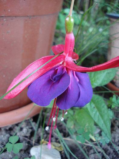 Fuchsia Red Purple (2011, June 07) - Fuchsia Red Purple