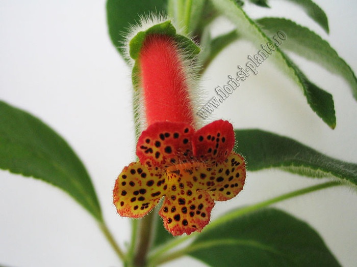 Kohleria Grongoling 1