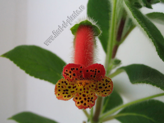 Kohleria Grongoling 2