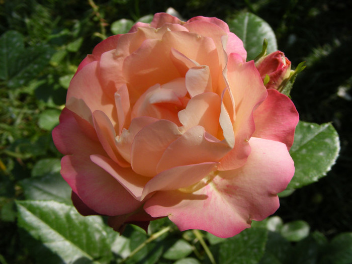 Acropolis; Floribunda,floare medie,25-30petale,roz-bronz,parfum slab,infloreste in ciorchine,h0,5-1m
