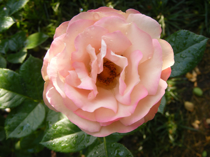 Acropolis; Floribunda,floare medie,25-30petale,roz-bronz,parfum slab,infloreste in ciorchine,h0,5-1m
