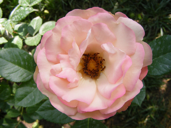 Acropolis; Floribunda,floare medie,25-30petale,roz-bronz,parfum slab,infloreste in ciorchine,h0,5-1m
