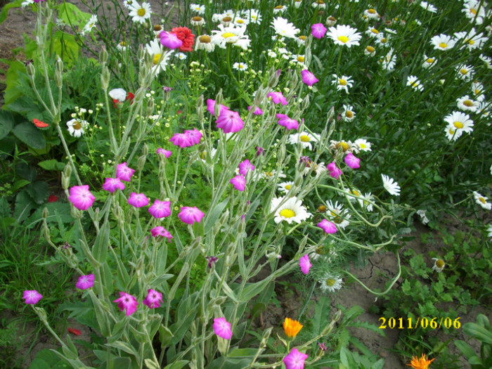 DSCI0214 - flori de camp in gradina