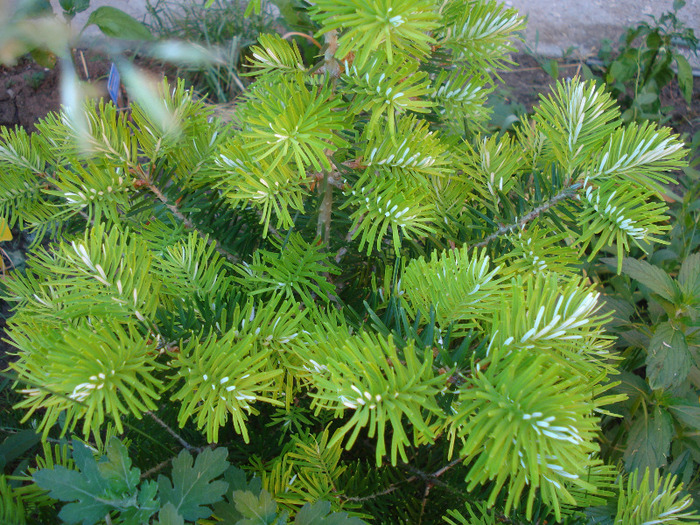 Abies koreana (2011, June 07) - Abies koreana_Korean Fir