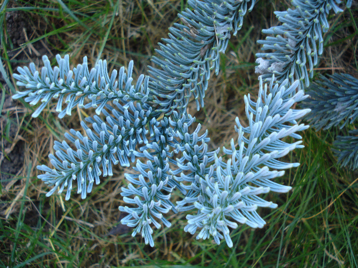 Abies procera Glauca (2011, June 07) - Abies procera Glauca