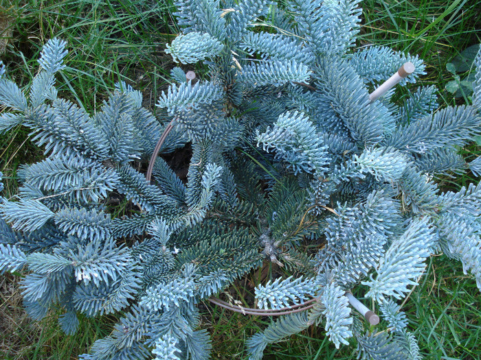 Abies procera Glauca (2011, June 07) - Abies procera Glauca