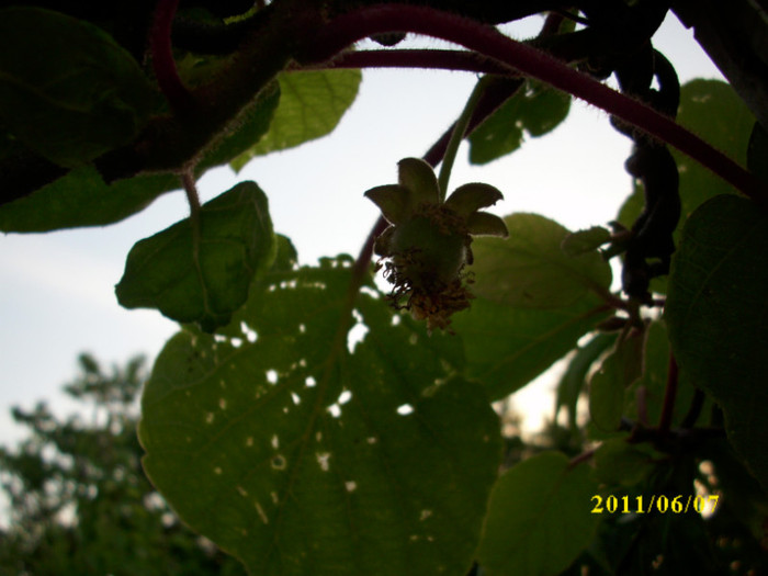 DSCI0345 - 2011 fructe de kiwi