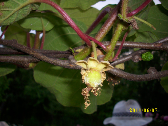 DSCI0347 - 2011 fructe de kiwi