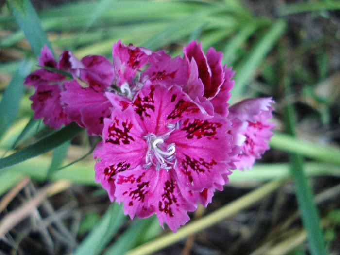 Dianthus chinensis (2011, June 07)