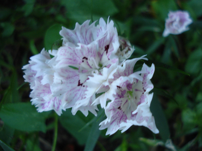 Dianthus chinensis (2011, June 07) - Dianthus Chinensis