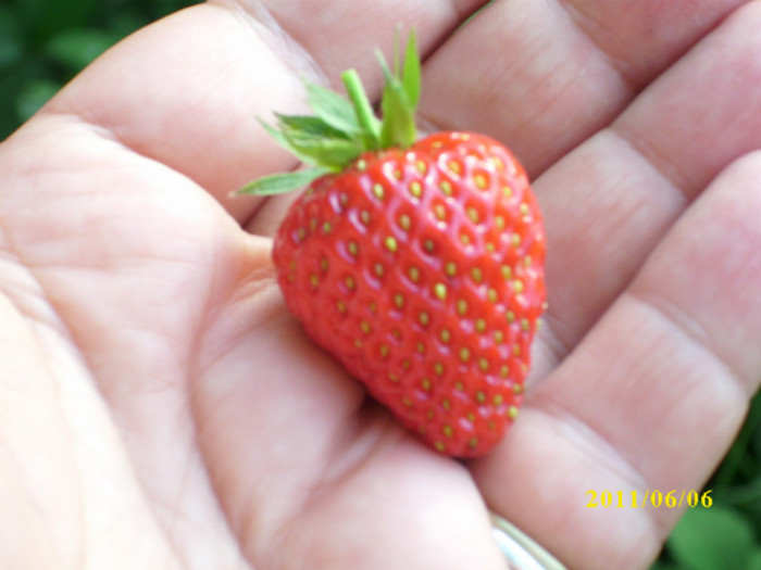 ultimele capsuni sunt deja micute - 2011 primele fructe de vara