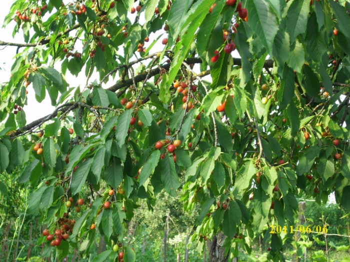 cires - 2011 primele fructe de vara