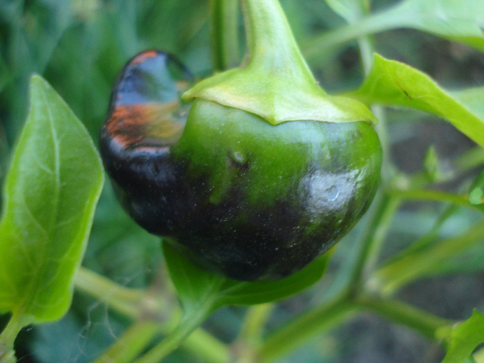 Bell Pepper Purple Flame (2011, Jun.07) - Purple Flame Pepper