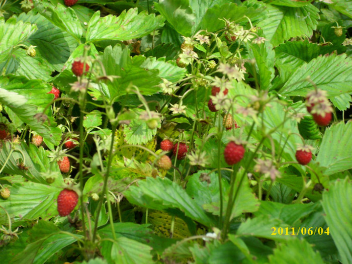 fragi - 2011 primele fructe de vara