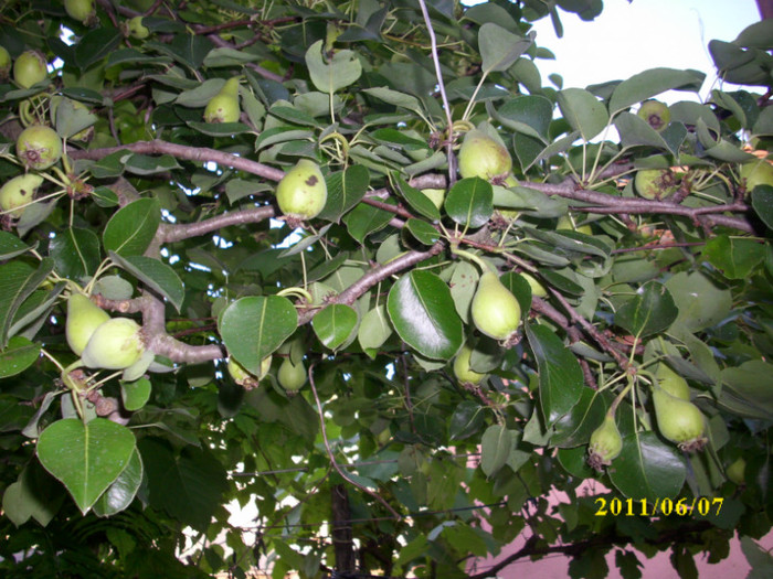 pere de vara - 2011 primele fructe de vara