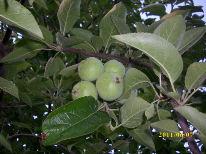 mere de iarna - 2011 primele fructe de vara