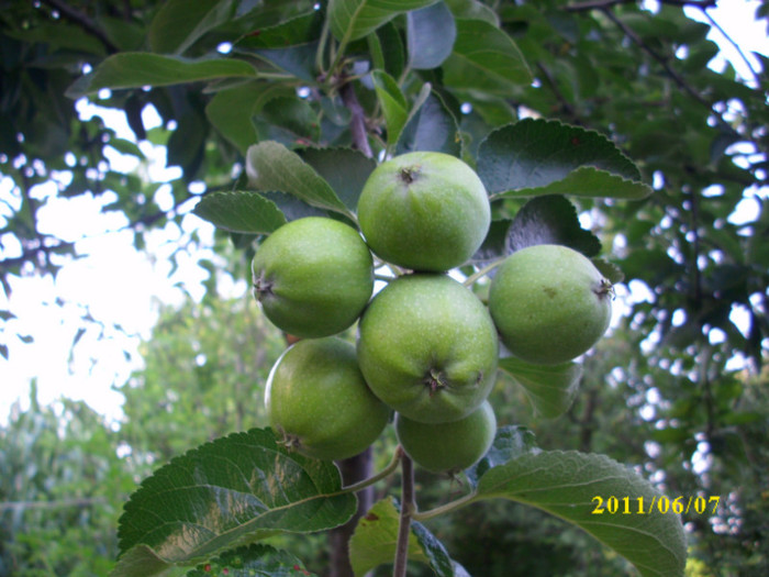 mere de iarna - 2011 primele fructe de vara