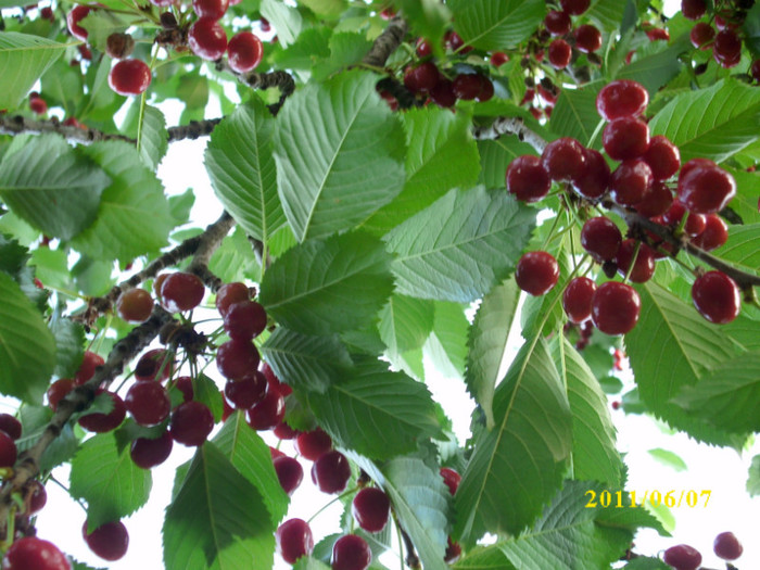 DSCI0280 - 2011 primele fructe de vara