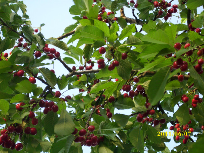 DSCI0288 - 2011 primele fructe de vara