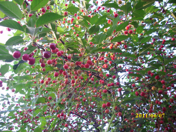 visin - 2011 primele fructe de vara