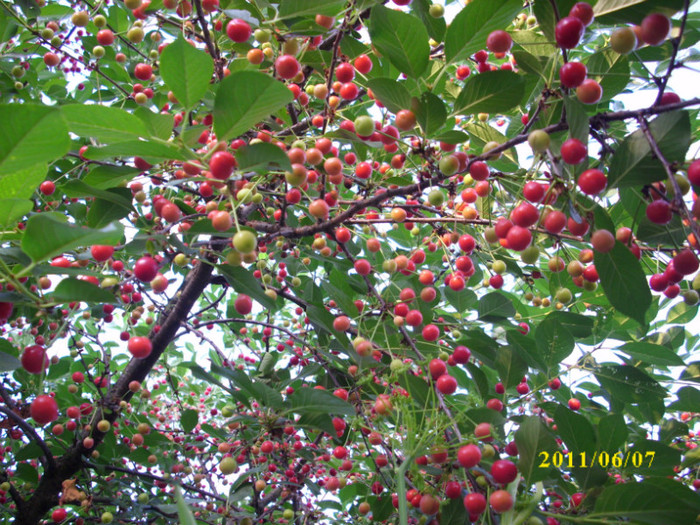 DSCI0291 - 2011 primele fructe de vara