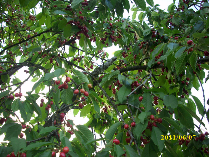DSCI0296 - 2011 primele fructe de vara